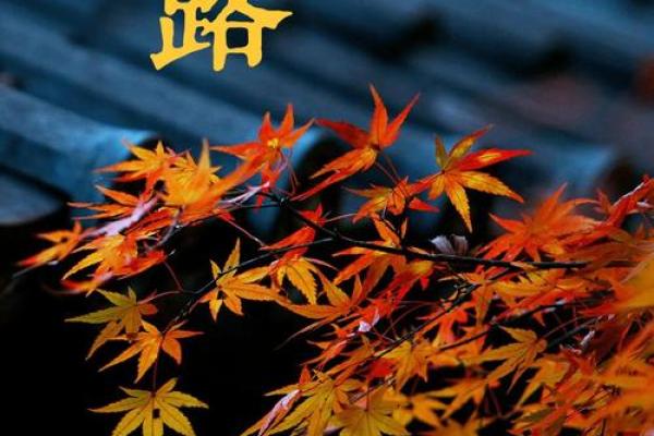 民间习俗中的寒露节气：告别秋凉迎接冬寒