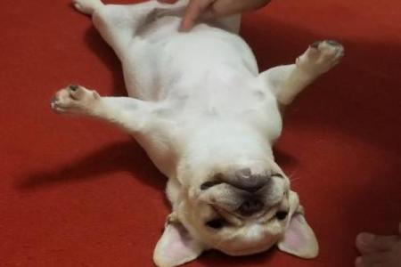 颠覆传统养犬观念:五行格局教你如何驯化法斗