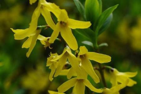 生肖羊五行格局反常规解析：反而成就非凡人生？