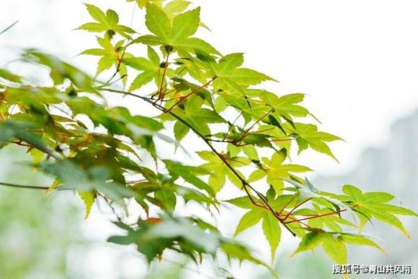 暮字五行格局大揭秘:颠覆传统性格解析新视角 暮字五行格局大揭秘:颠覆传统性格解析新视角