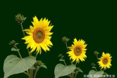 绾字五行格局揭秘:如何通过性格解析掌握人生走向?