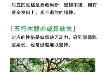 五行格局揭秘:性格解析新视角,如何看透你的命运走向?