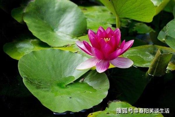颠覆传统五行：蝶字格局反而能助你突破人生瓶颈