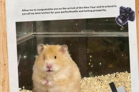 五行格局性格解析:熊类动物如何找到自我提升的黄金点?