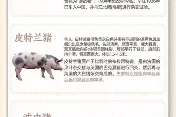 探索猪节日与民间传说的密切关系 探索猪节日与民间传说的密切关系
