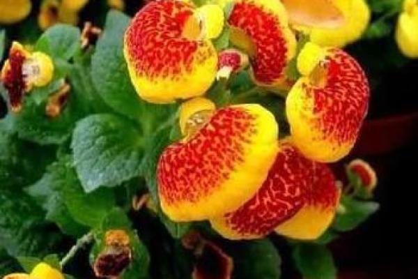 五行误区大揭秘:花卉性格解析,颠覆传统认知 五行误区大揭秘:花卉性格解析,颠覆传统认知