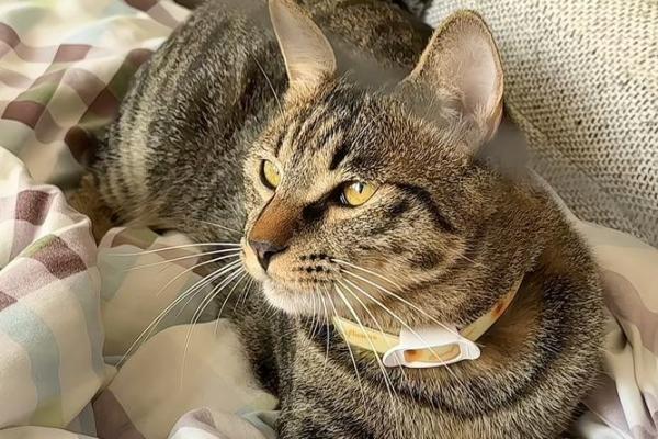 咪喵性格解析新视角：五行格局带你走出性格误区，拥抱真实自我