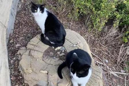 咪喵性格解析新视角：五行格局带你走出性格误区，拥抱真实自我