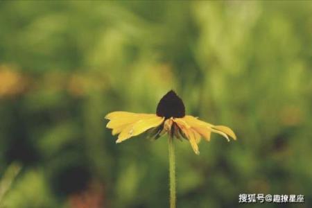 五行格局中的珏：揭秘你的性格密码与改变之道