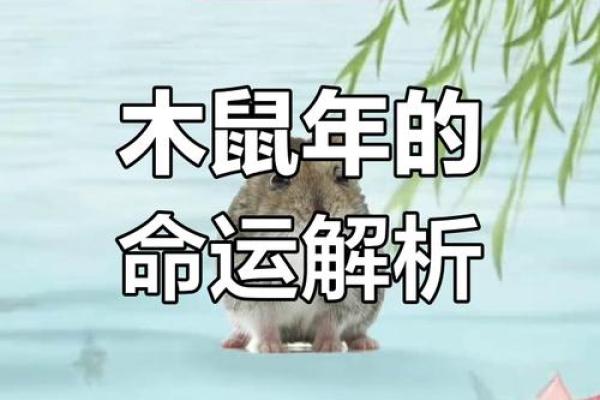 属鼠五行格局,性格解析里的实用技巧,教你如何提升自身运势 属鼠五行格局,性格解析里的实用技巧,教你如何提升自身运势