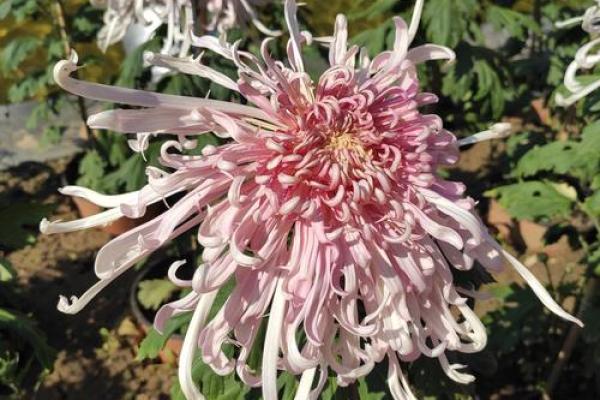 菊花节与古代天文现象的巧妙联系 菊花节与古代天文现象的巧妙联系