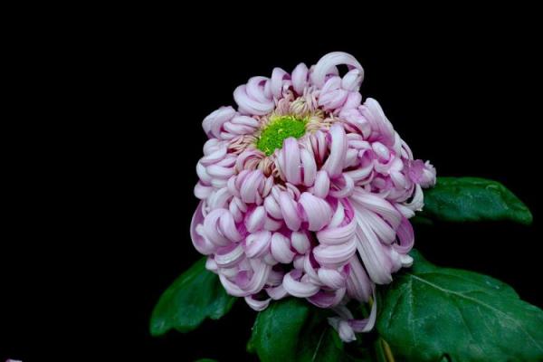 菊花节与古代天文现象的巧妙联系 菊花节与古代天文现象的巧妙联系