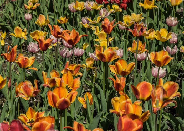 106条轨迹印记:成都疫情下的城市脉动与生命图谱 106条轨迹印记:成都疫情下的城市脉动与生命图谱