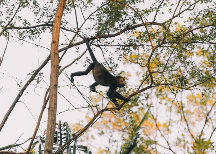 (尼康d3000镜头)，尼康d300s镜头