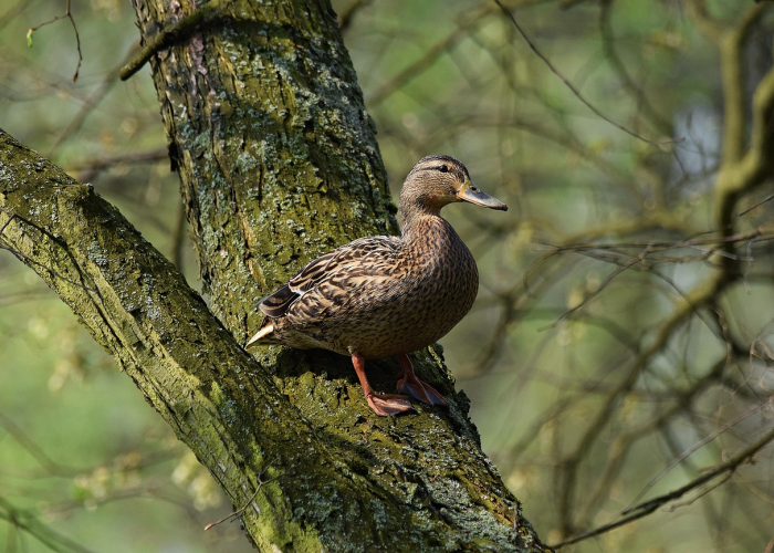 【如何在QQ空间农场种植西瓜,手机空间农场怎样快速获得钻石】