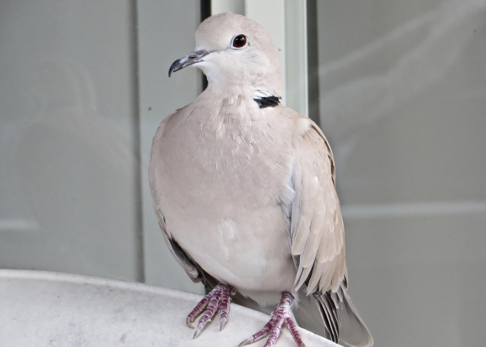 2021疫情反乡(2021年疫情返乡通知)