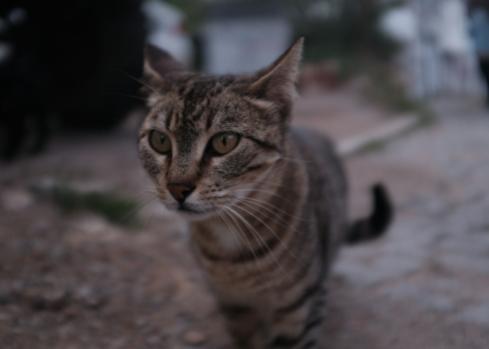 进过方舱男子流浪42天,进过方舱男子流浪42天了 进过方舱男子流浪42天,进过方舱男子流浪42天了