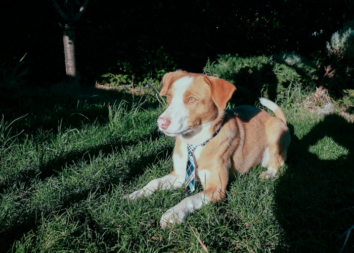 (韩国电视剧人鱼小姐国语版全集剧情介绍),韩国电视剧人鱼小姐国语版完整版 (韩国电视剧人鱼小姐国语版全集剧情介绍),韩国电视剧人鱼小姐国语版完整版