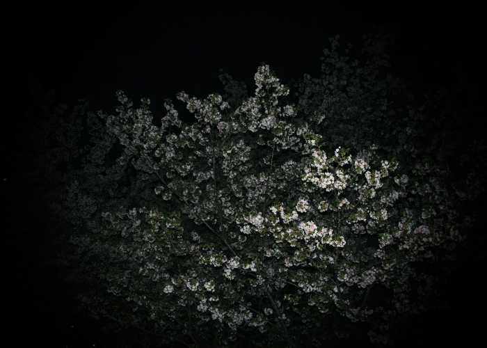 日运量骤降百万，铁轨上的隔离带，一部国家血管的应急管理学