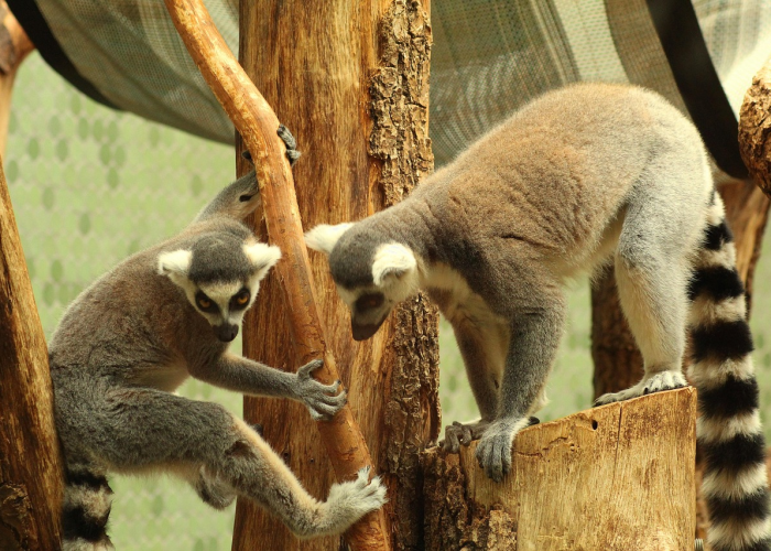 29例背后的京城烟火:护国寺小吃店确诊者与一座城市的免疫博弈 29例背后的京城烟火:护国寺小吃店确诊者与一座城市的免疫博弈