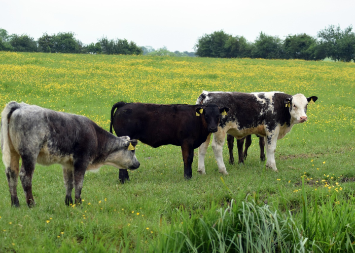 331万疫情风暴中心的家庭：一粒沙的刺痛与一片大陆的呼吸