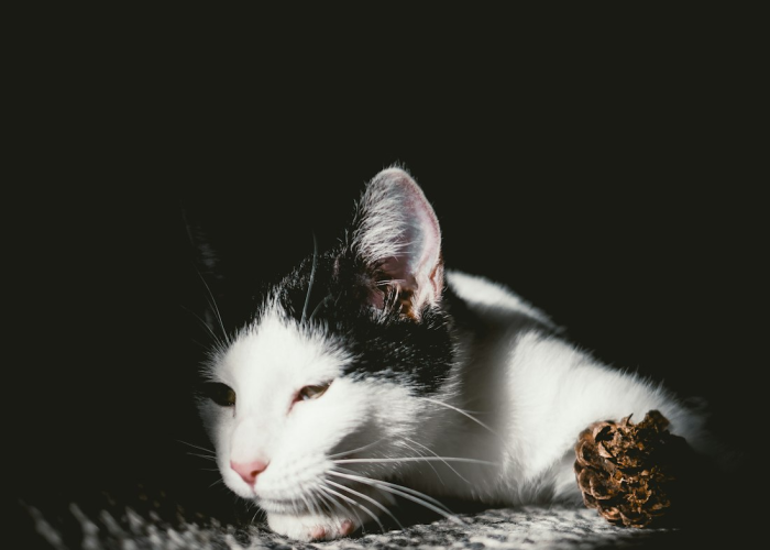 2022年11月22日起实施的进返京人员三天三检,归途上的健康守望与免疫系统的调节阀 2022年11月22日起实施的进返京人员三天三检,归途上的健康守望与免疫系统的调节阀