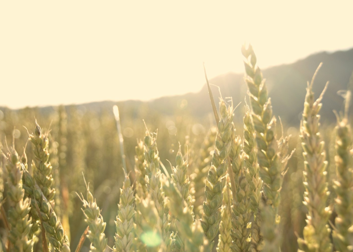 疫情地图上的色彩标记:用风险等级编织的公共安全网,如同一幅动态的社情体温图 疫情地图上的色彩标记:用风险等级编织的公共安全网,如同一幅动态的社情体温图